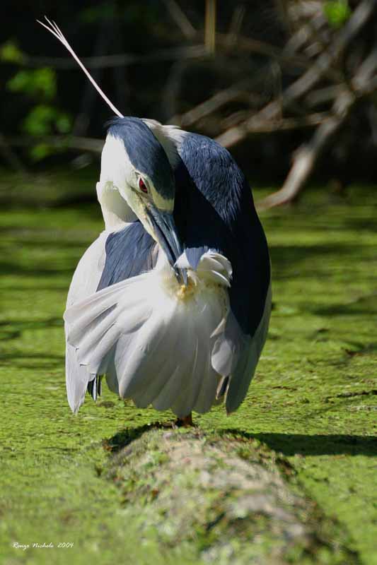 Renzo-Nitticora adulta Nycticorax nycticorax